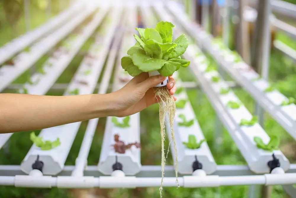 the annual compound growth rate of the global hydroponic market is expected to reach 6.8%.-SUNLIGHT BLOWER,Centrifugal Fans, Inline Fans,Motors,Backward curved centrifugal fans ,Forward curved centrifugal fans ,inlet fans, EC fans