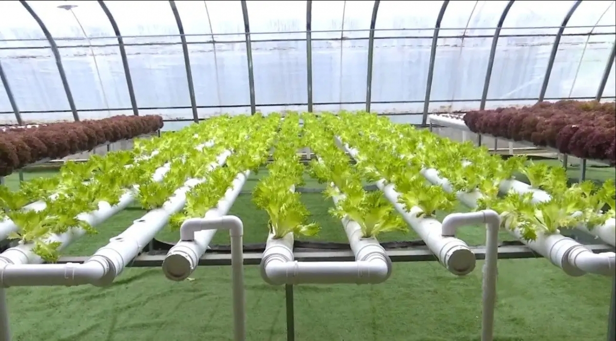 In Europe, the Netherlands is the largest hydroponic crop producer and is expected to maintain a leading position in the next 10 years.-SUNLIGHT BLOWER,Centrifugal Fans, Inline Fans,Motors,Backward curved centrifugal fans ,Forward curved centrifugal fans ,inlet fans, EC fans