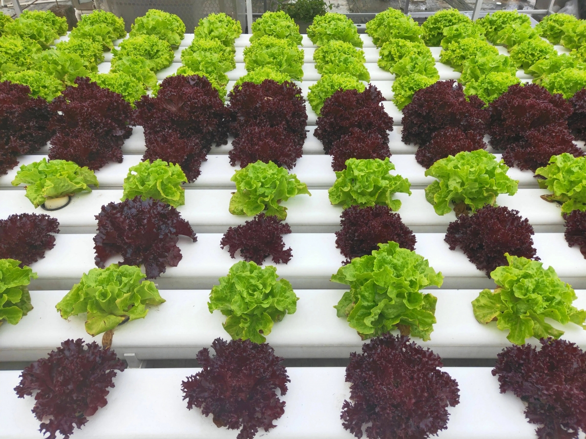 The global hydroponic market is a niche market, and various small and medium-sized companies only occupy a small share in the world.-SUNLIGHT BLOWER,Centrifugal Fans, Inline Fans,Motors,Backward curved centrifugal fans ,Forward curved centrifugal fans ,inlet fans, EC fans