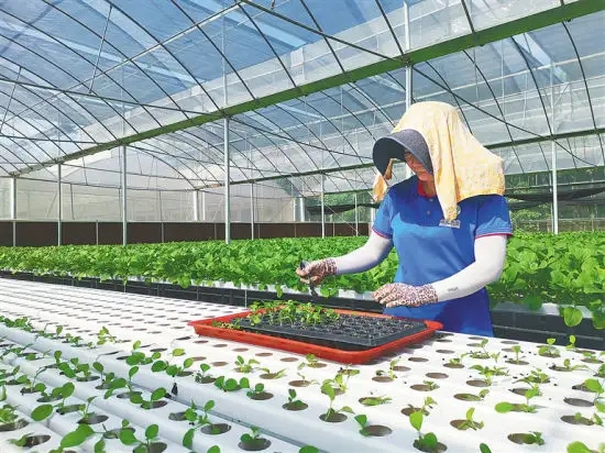 In October 2018, box greens, headquartered in Miami, launched “farms in a – box”, transforming containers into portable hydroponic farms.-SUNLIGHT BLOWER,Centrifugal Fans, Inline Fans,Motors,Backward curved centrifugal fans ,Forward curved centrifugal fans ,inlet fans, EC fans